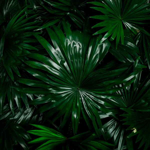 Trust The Child share two joints “Forests” and “The Brights”