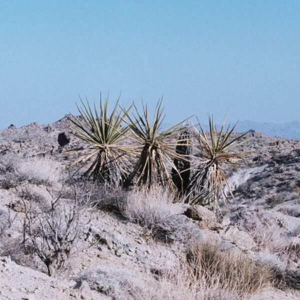 Listen to Billy Hammer’s new single “shoshone”